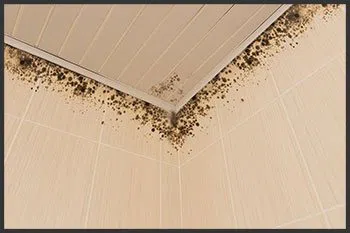 Hialeah Emergency Restoration Hialeah, FL 786-384-6092 - mold-wgr-35