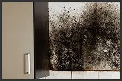 Hialeah Emergency Restoration Hialeah, FL 786-384-6092 - sid-mold-wgr-35